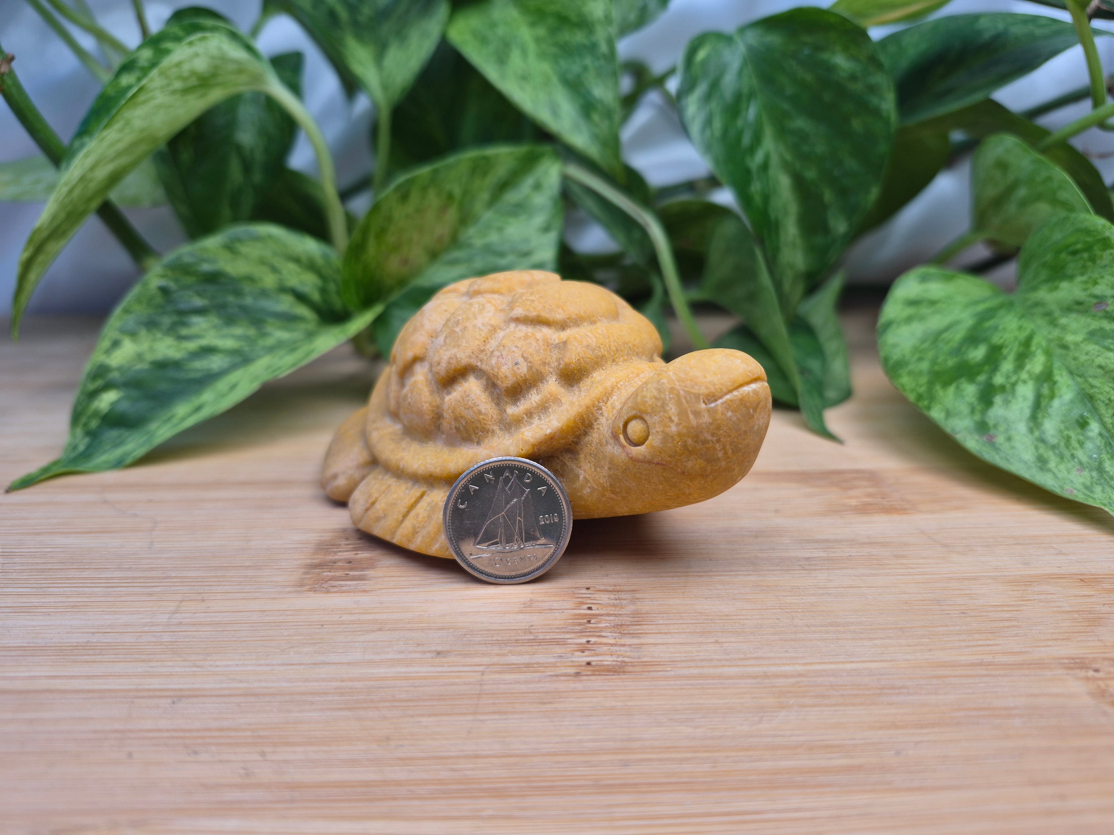 YELLOW JASPER TURTLE