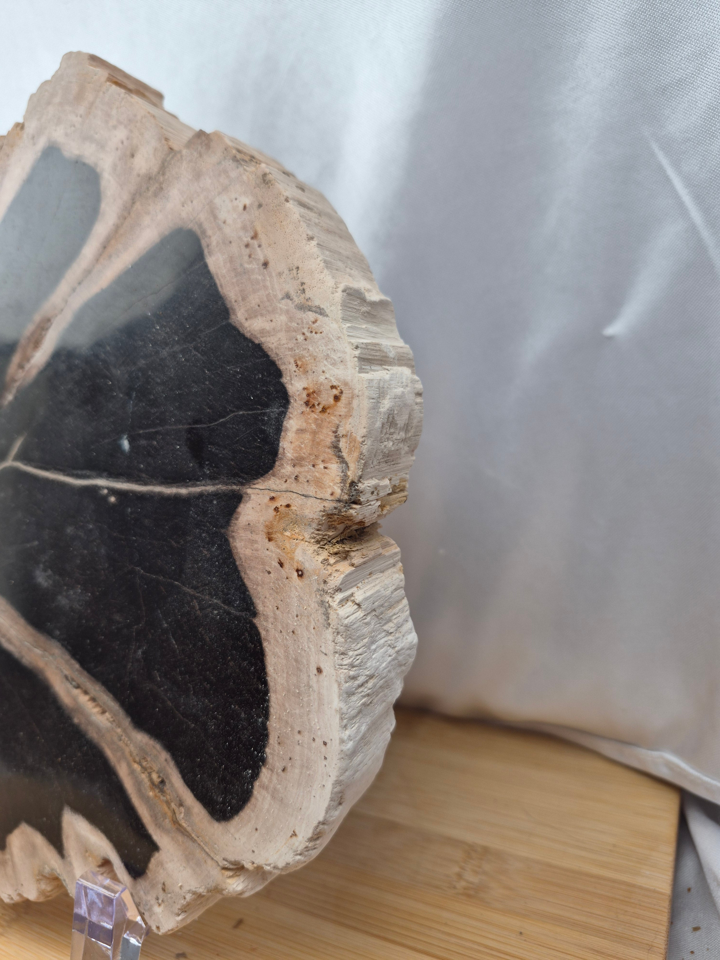 PETRIFIED WOOD SLAB 5