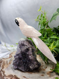 ROSE QUARTZ PARROT OF AMETHYST BASE