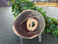 PETRIFIED WOOD SLAB #11