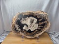 PETRIFIED WOOD SLAB 8