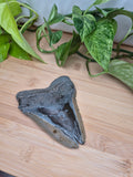 MEGALODON TOOTH XL
