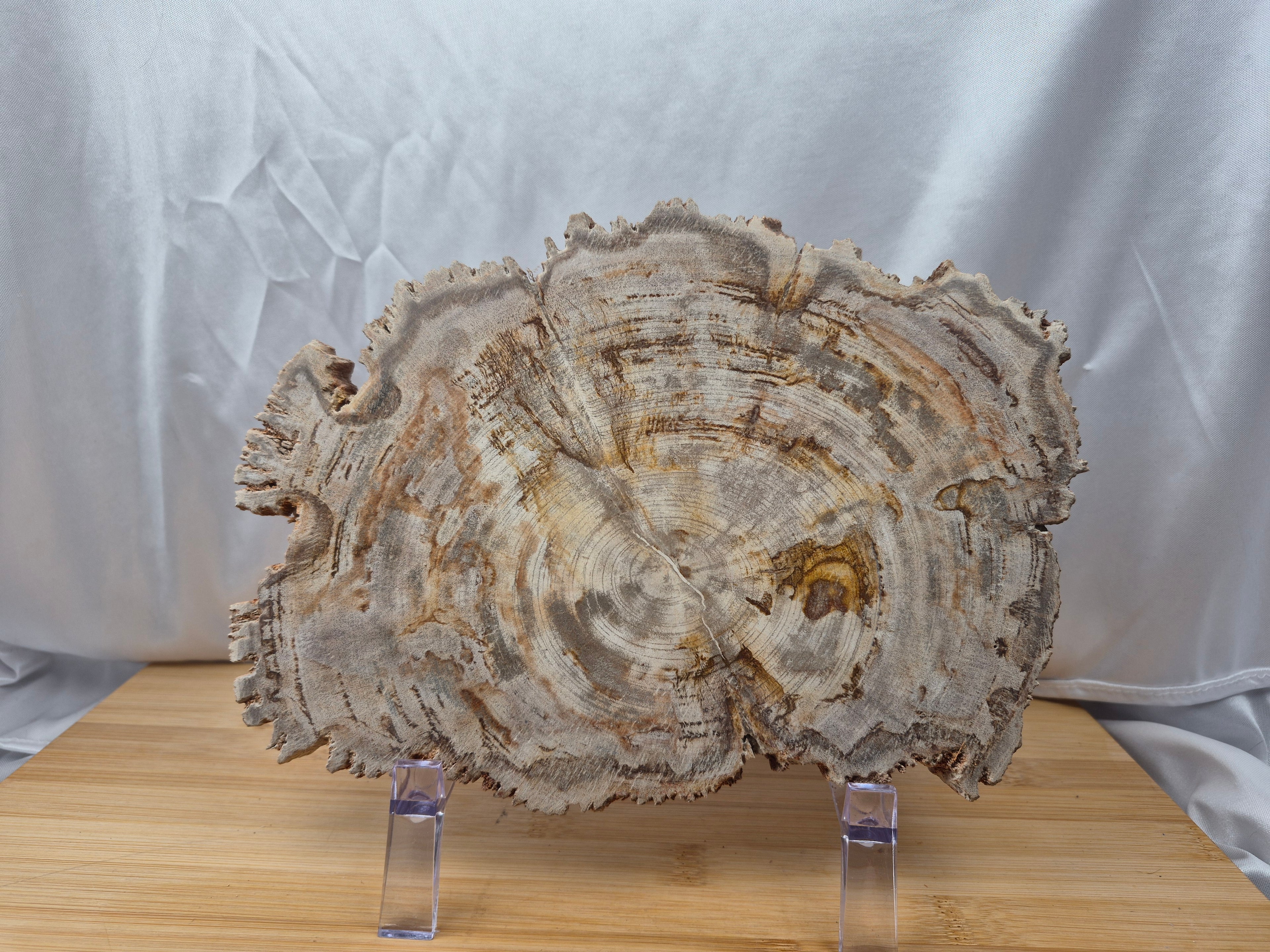 PETRIFIED WOOD SLAB 7