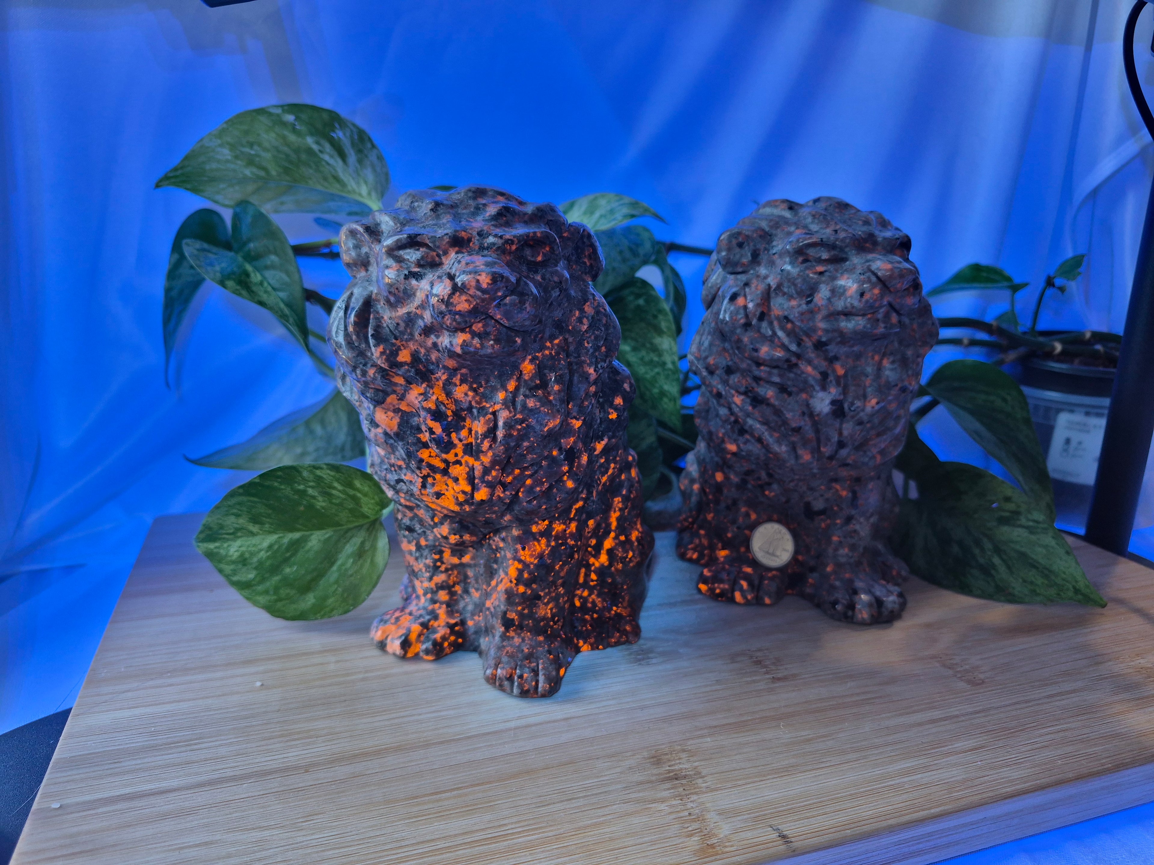 YOOPERLITE SITTING LION XL