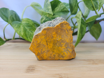 BUMBLEBEE JASPER #1
