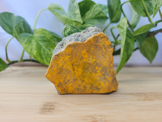 BUMBLEBEE JASPER #1
