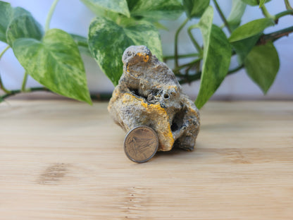 BUMBLEBEE JASPER #3