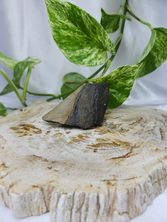 MEGALADON TOOTH #5