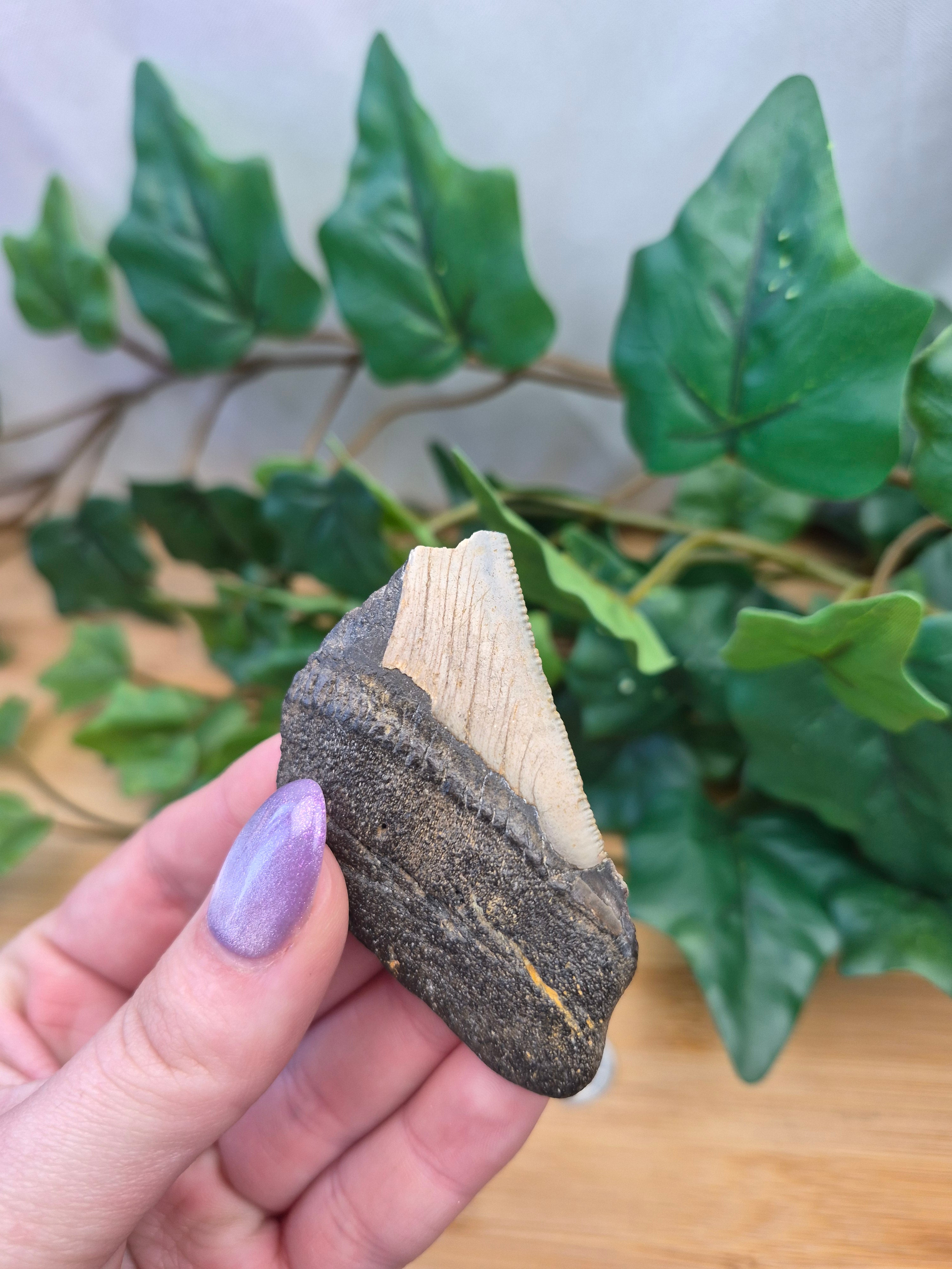 MEGALADON TOOTH