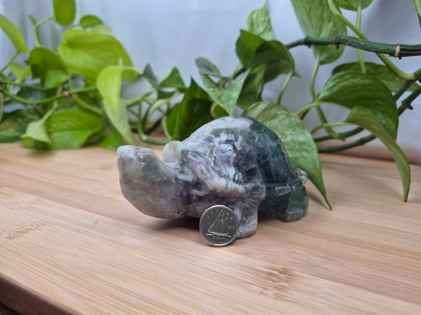 FEATHER FLUORITE TURTLE