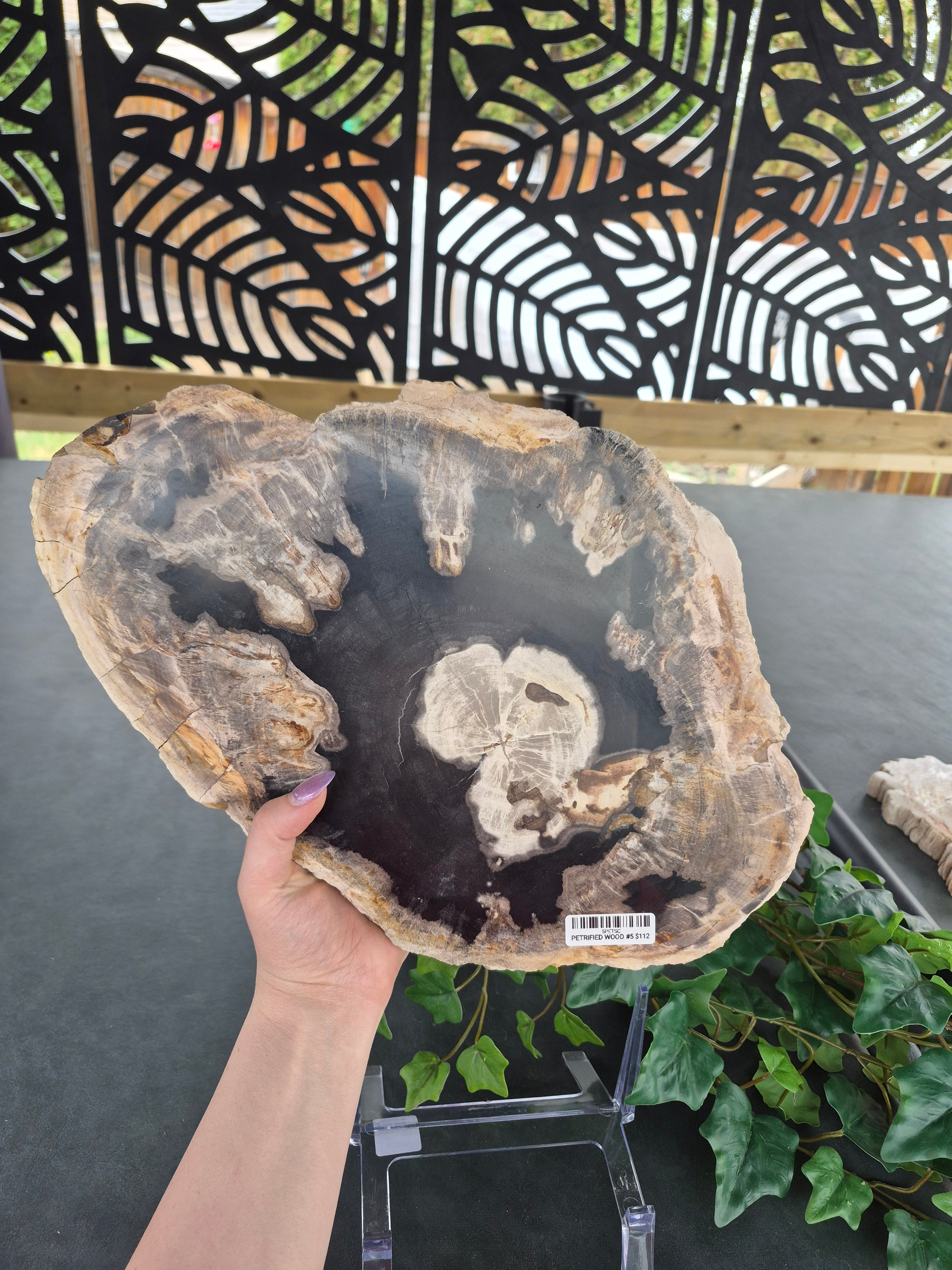 PETRIFIED WOOD SLAB #5