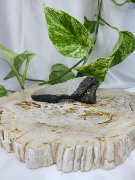 MEGALADON TOOTH #4