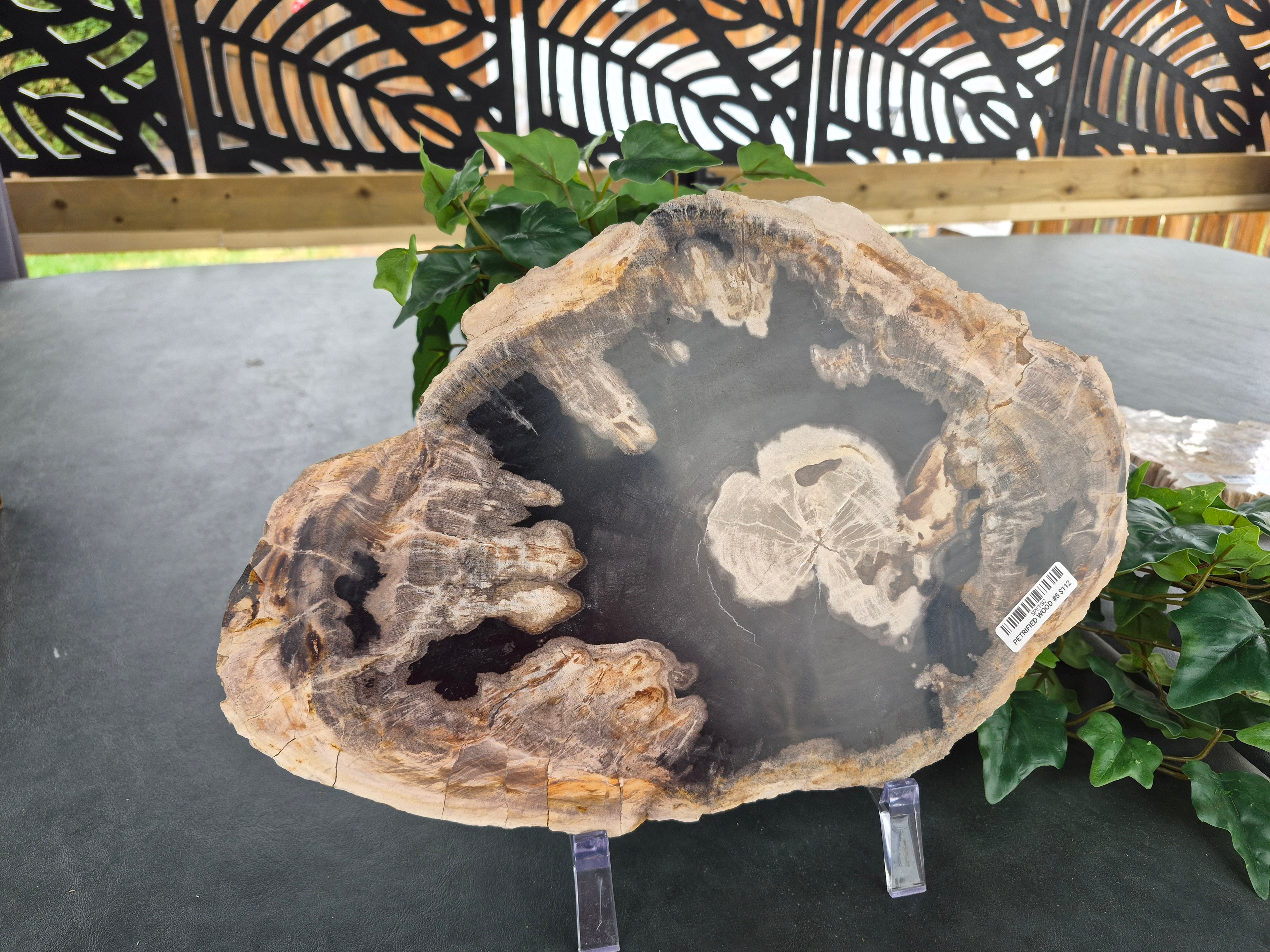 PETRIFIED WOOD SLAB #5