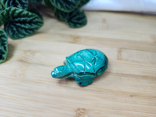 MALACHITE TURTLE