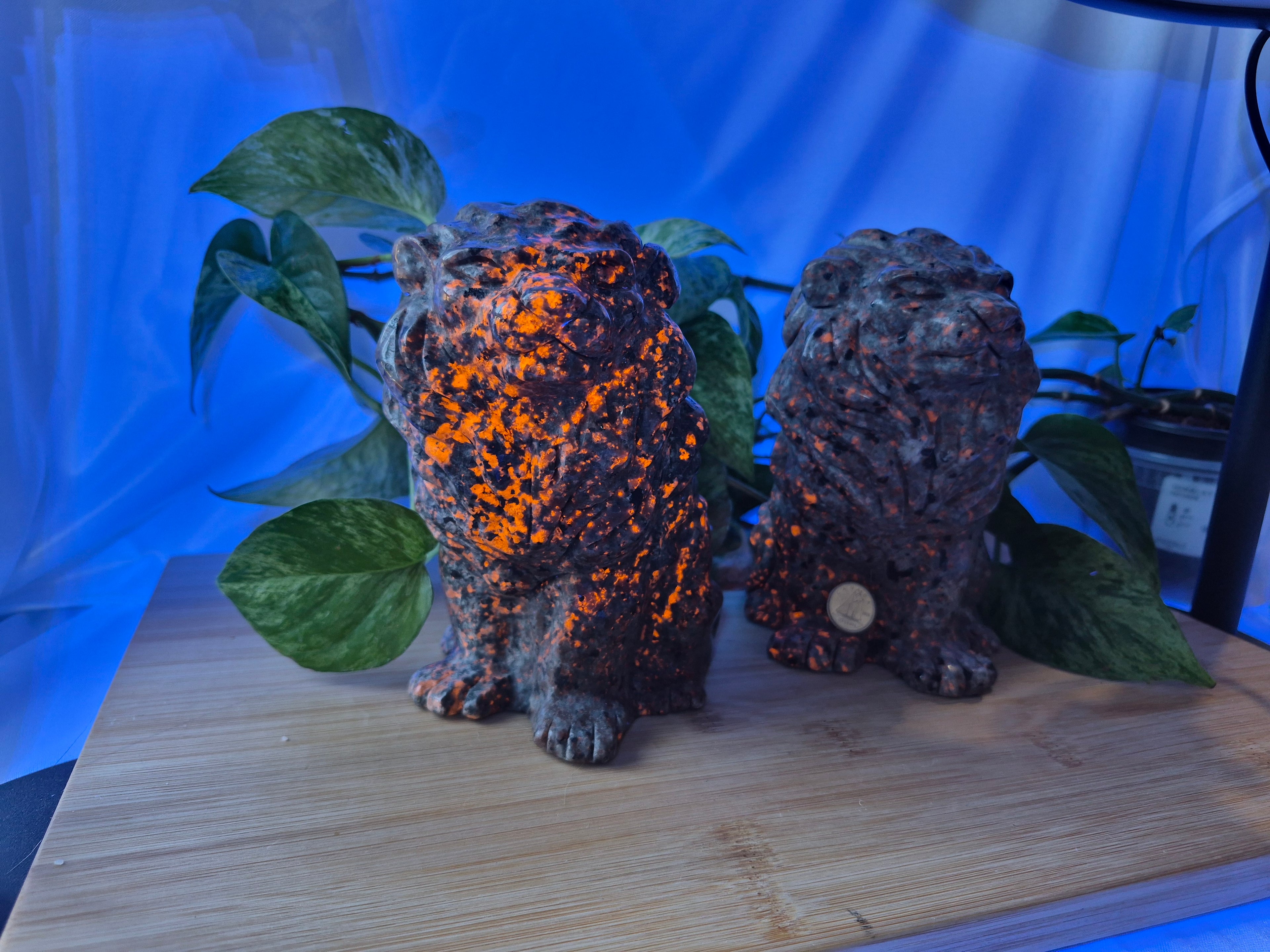 YOOPERLITE SITTING LION XL