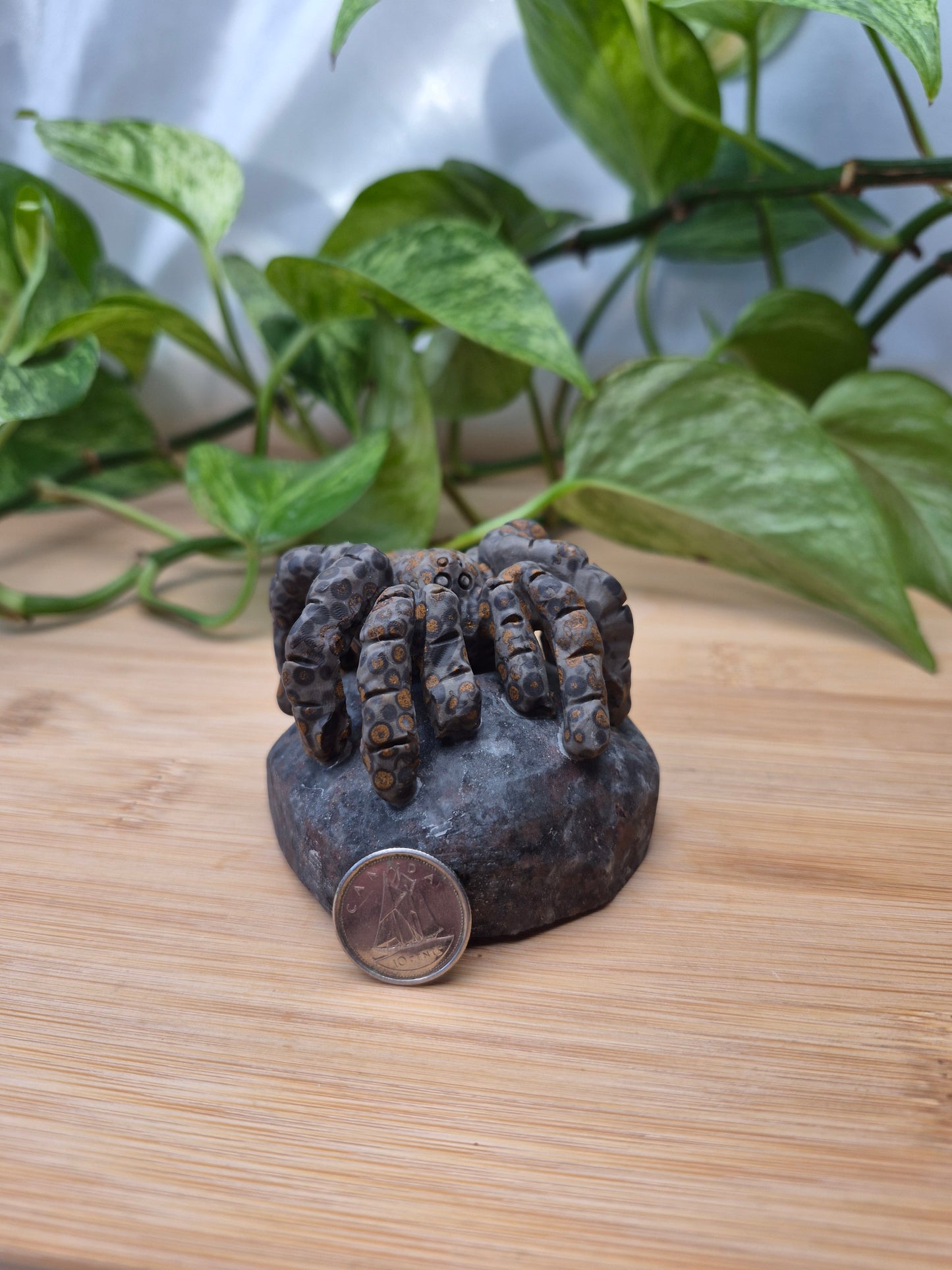 YOOPERLITE/LEOPARDITE TARANTULA