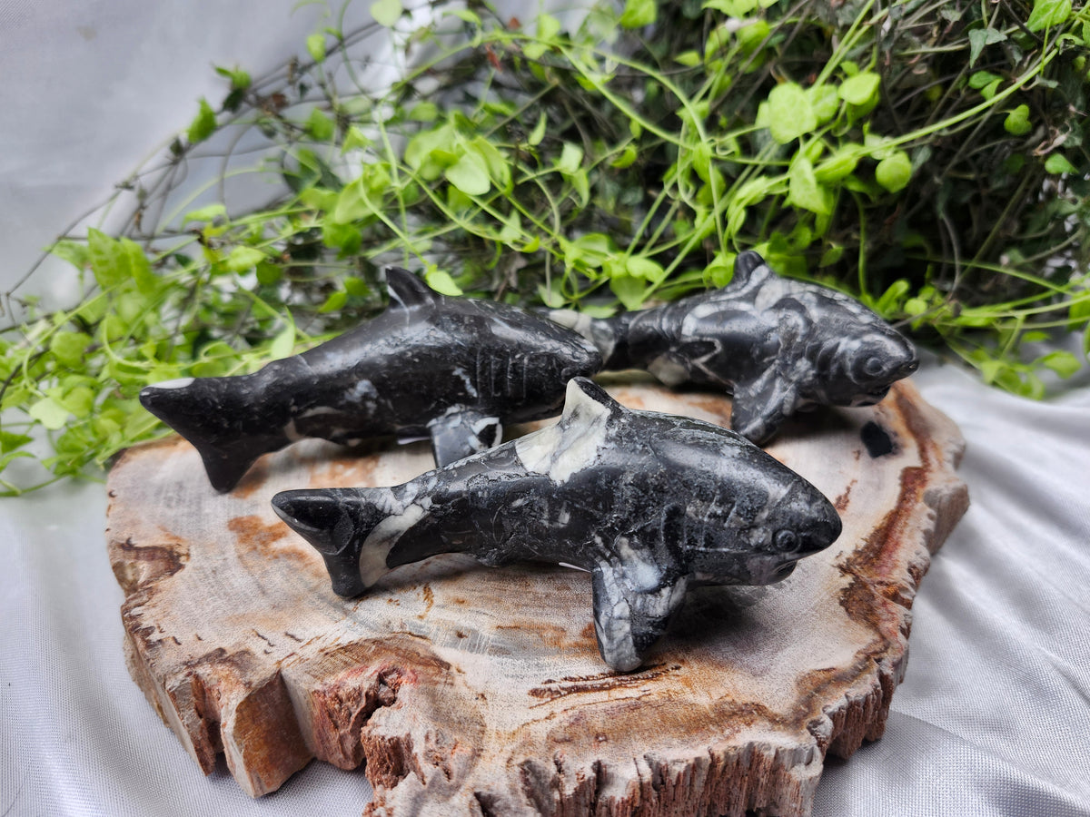 SHELL JASPER SHARK
