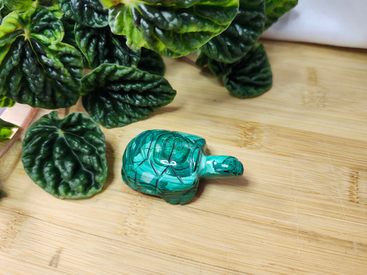 MALACHITE TURTLE