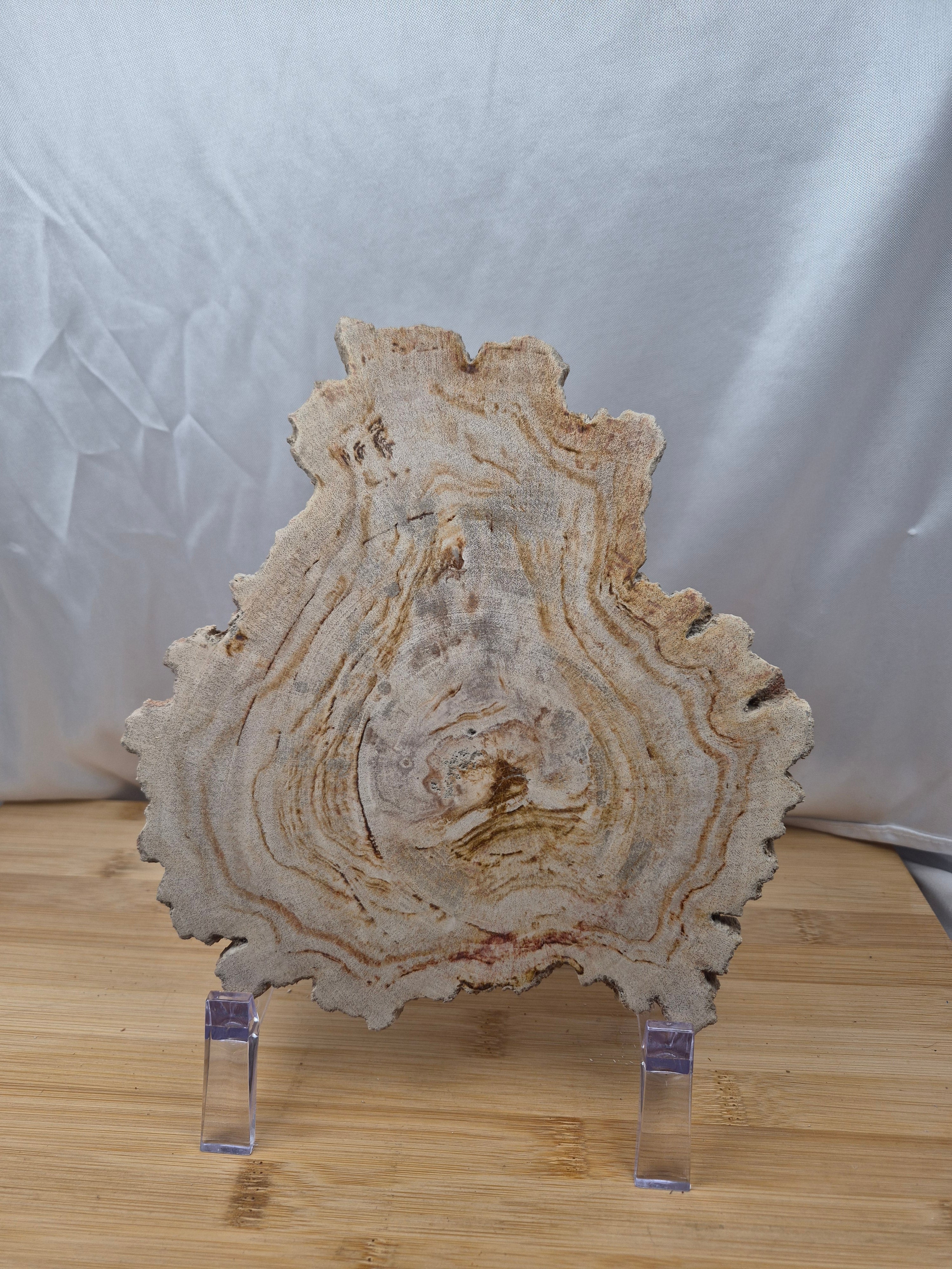 PETRIFIED WOOD SLAB 3