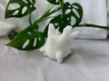 WHITE JADE CORSOLA