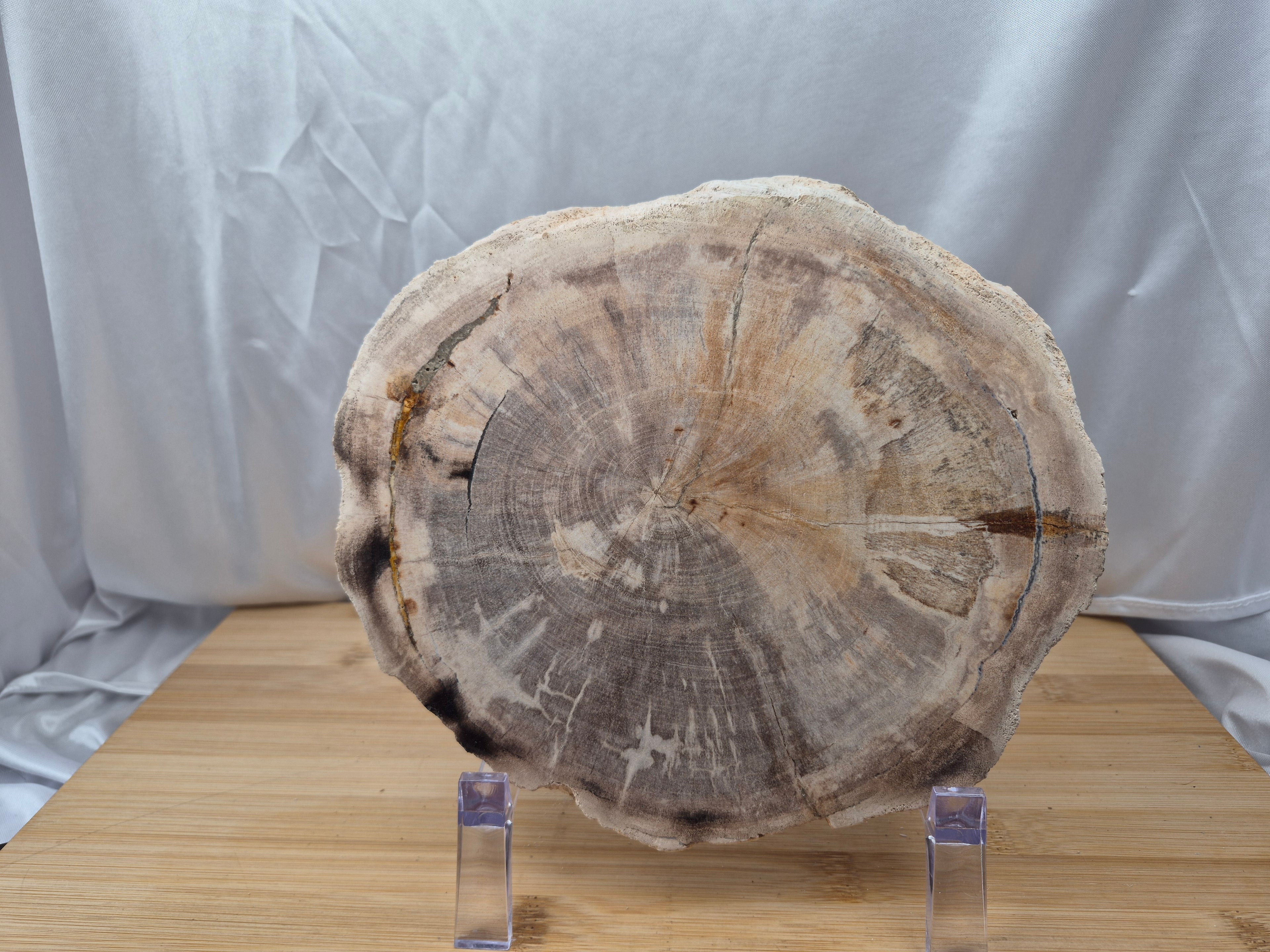 PETRIFIED WOOD SLAB 1