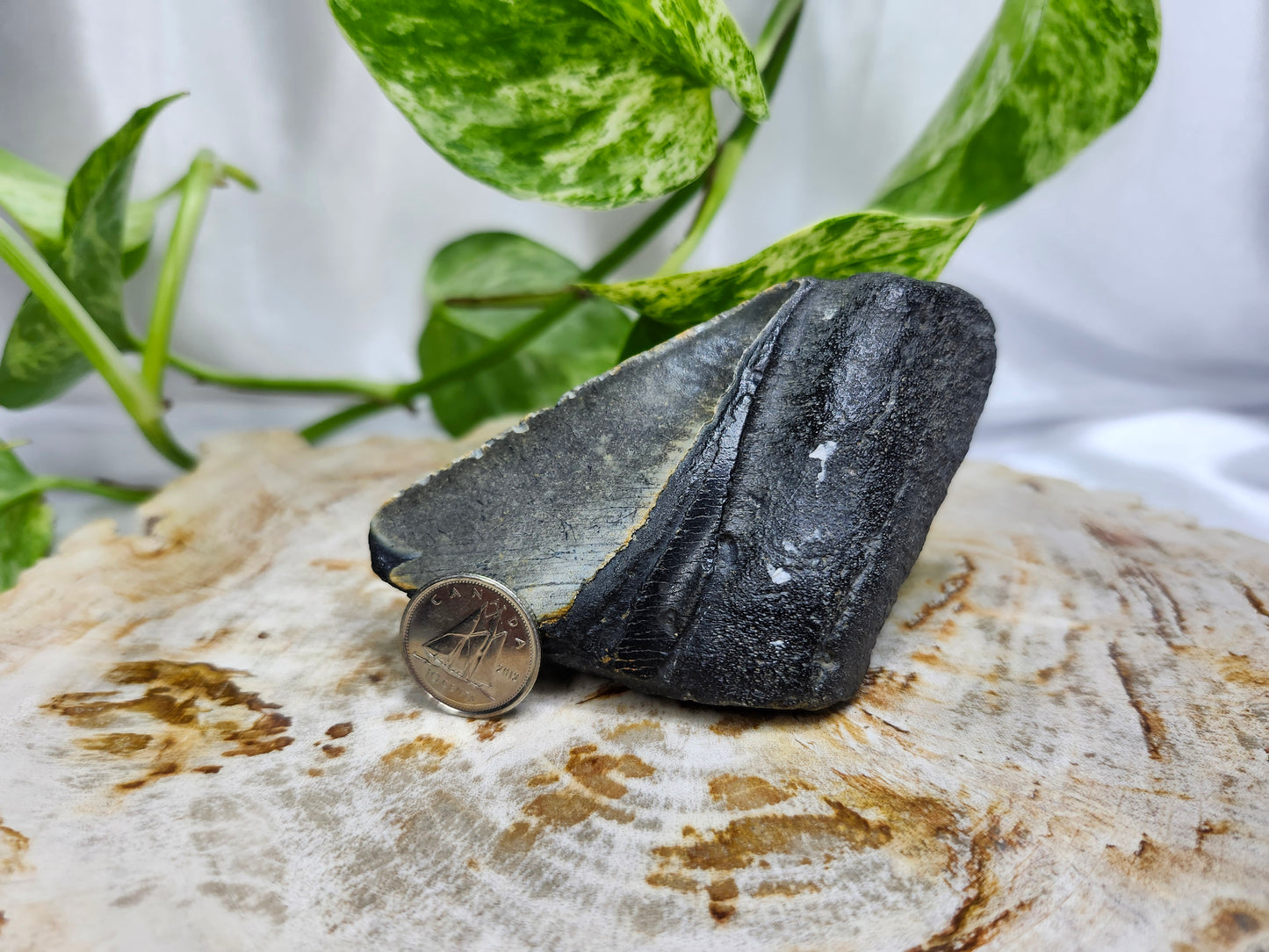 MEGALADON TOOTH #6