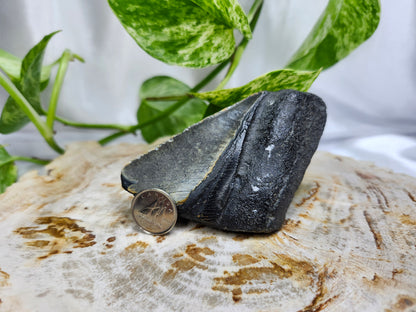 MEGALADON TOOTH #6