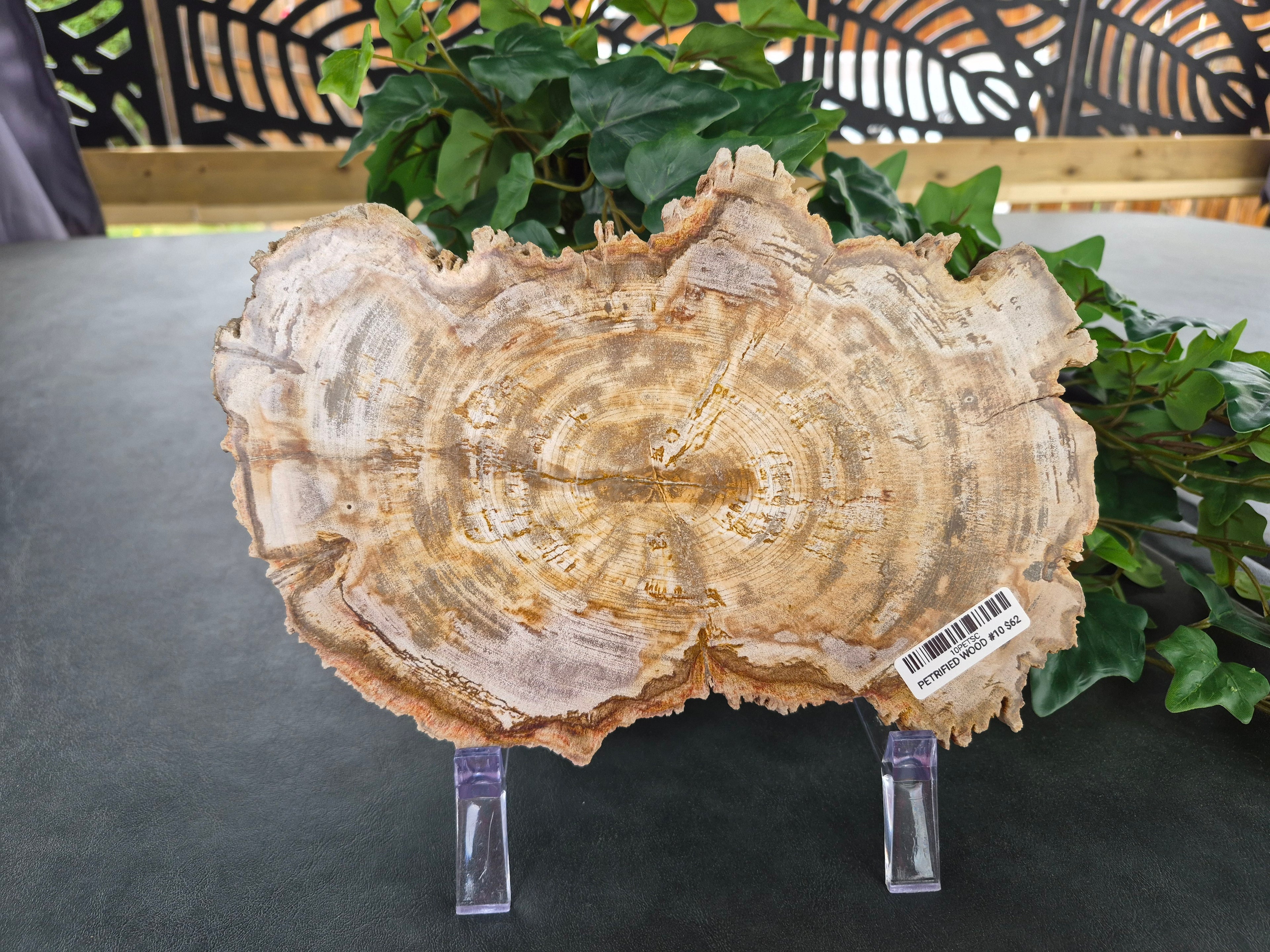 PETRIFIED WOOD SLAB #10