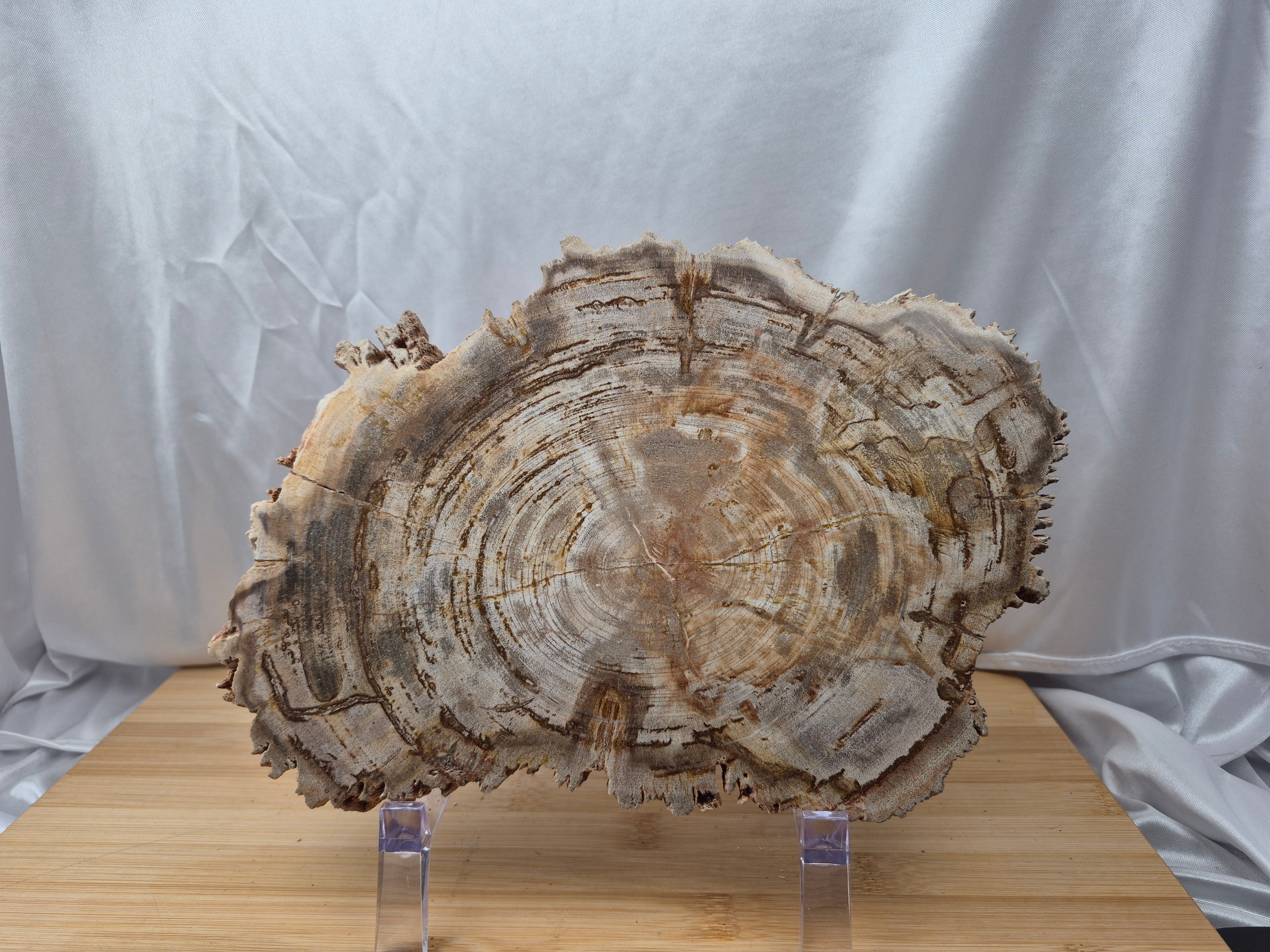 PETRIFIED WOOD SLAB 2