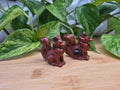 MAHOGANY OBSIDIAN FOX