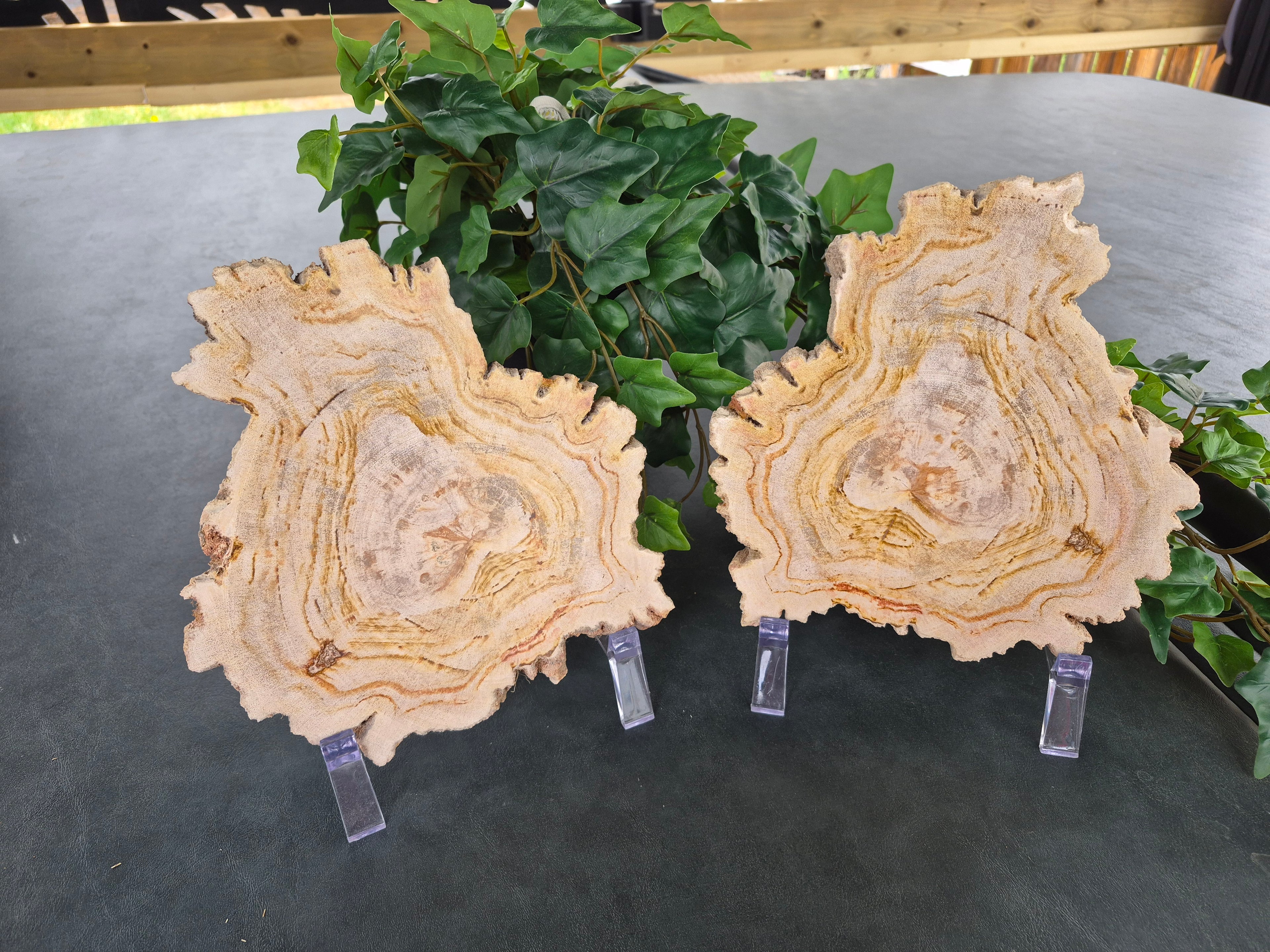 PETRIFIED WOOD SLAB SISTERS #12