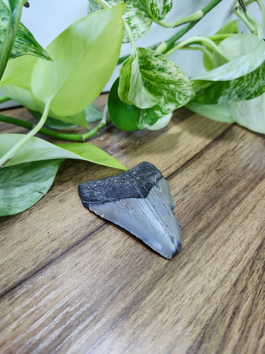 MEGALADON TOOTH