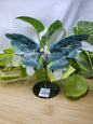 MOSS AGATE BUTTERFLY WINGS