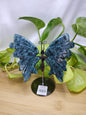 BLUE APATITE BUTTERFLY WINGS