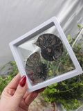 AMMONITE FOSSIL SLICE W/CASE #2