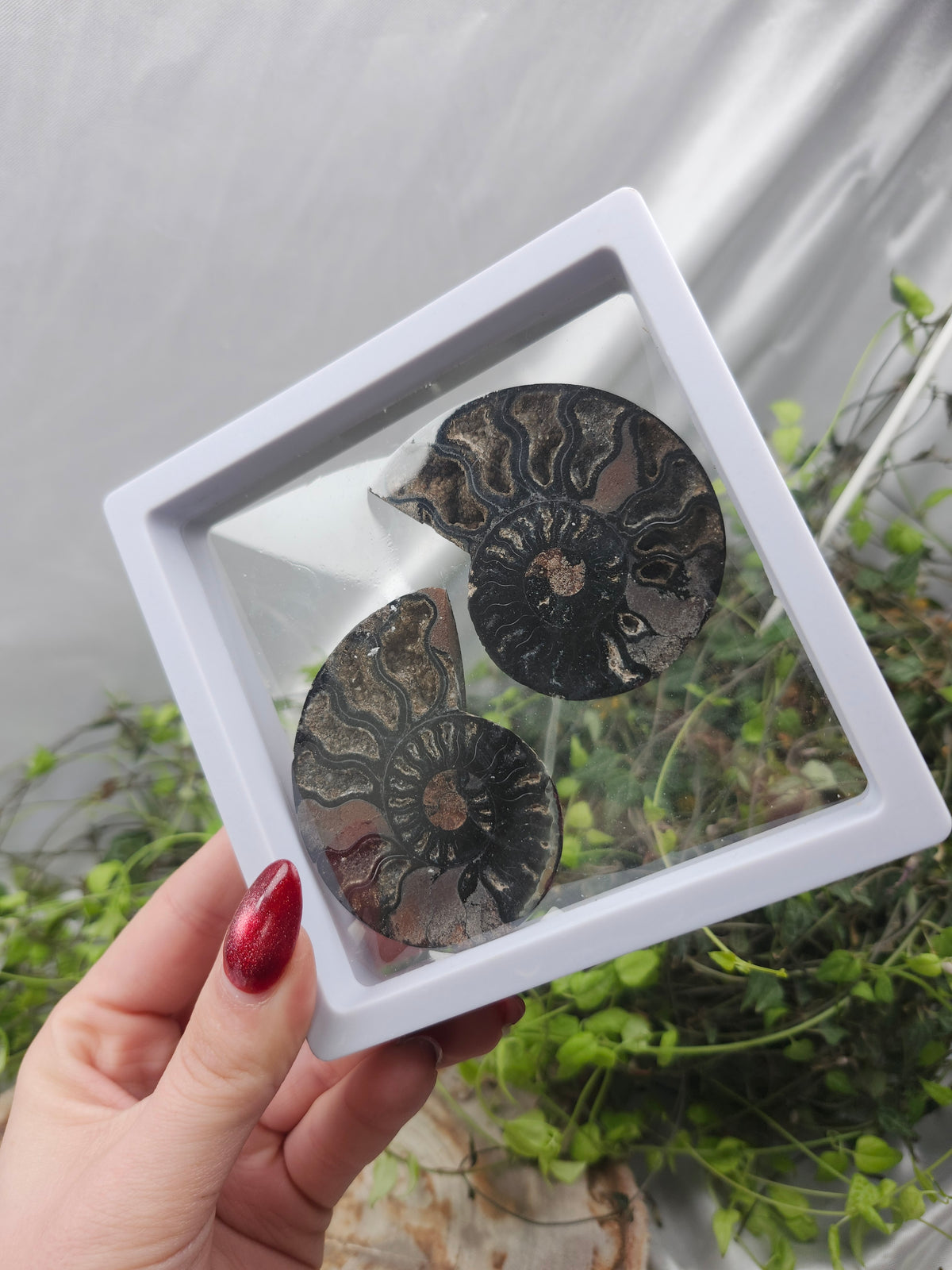 AMMONITE FOSSIL SLICE W/CASE #2