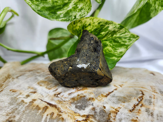MEGALADON TOOTH #1