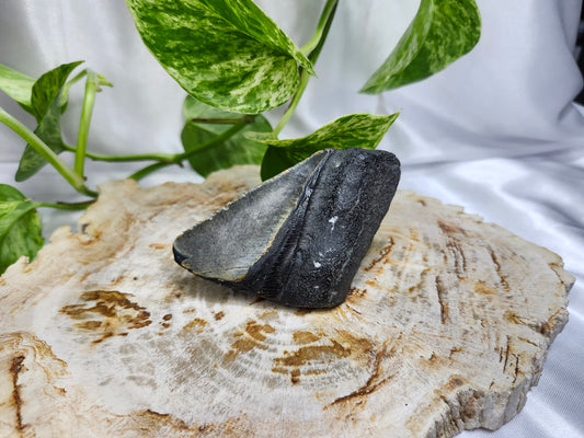 MEGALADON TOOTH #6