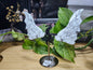 HOWLITE DRAGON WINGS
