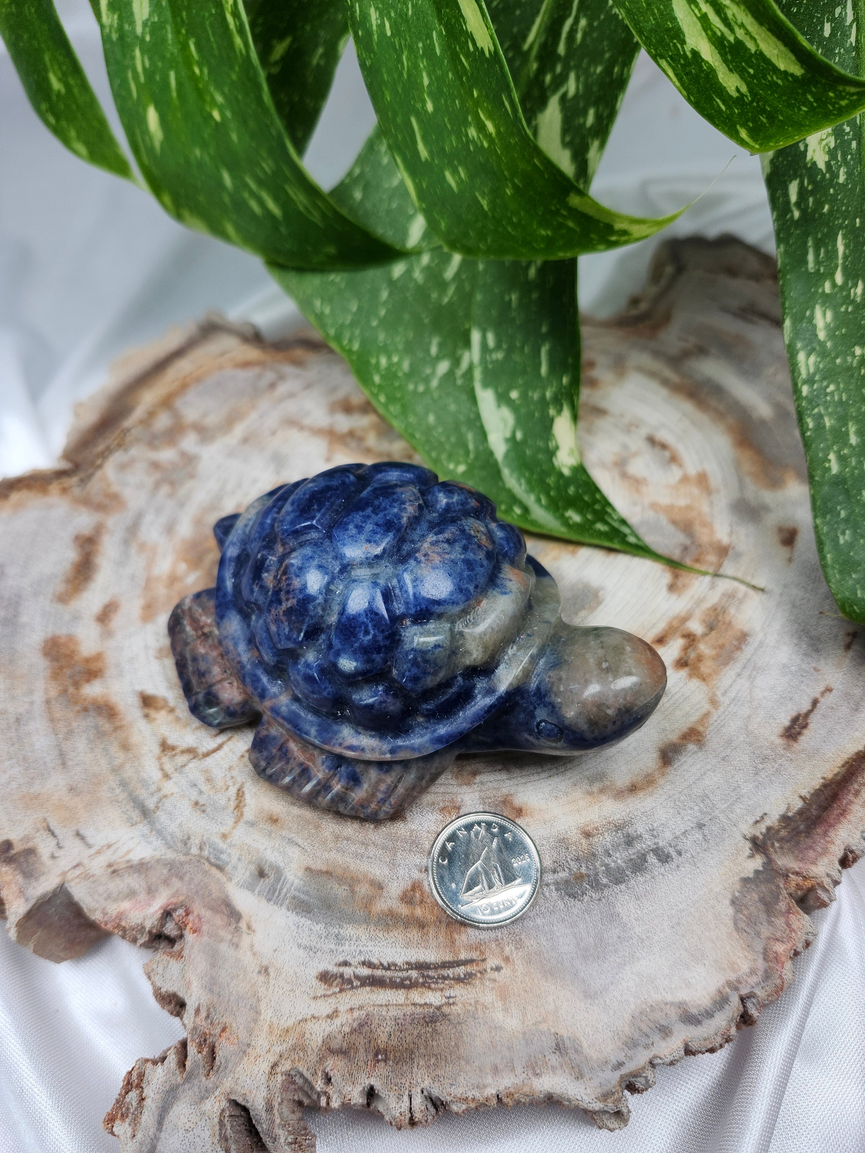 SODALITE TURTLE