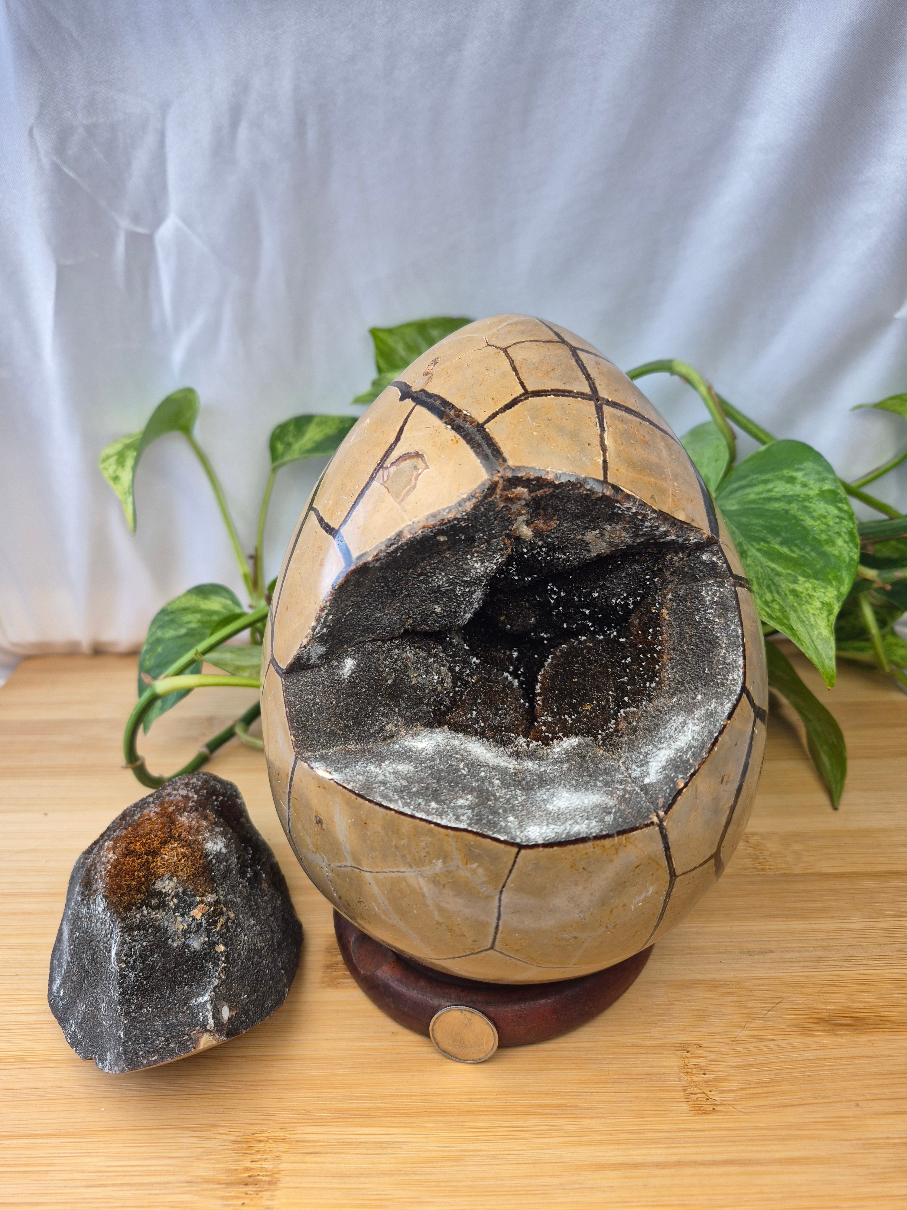SEPTARIAN DRAGON EGG