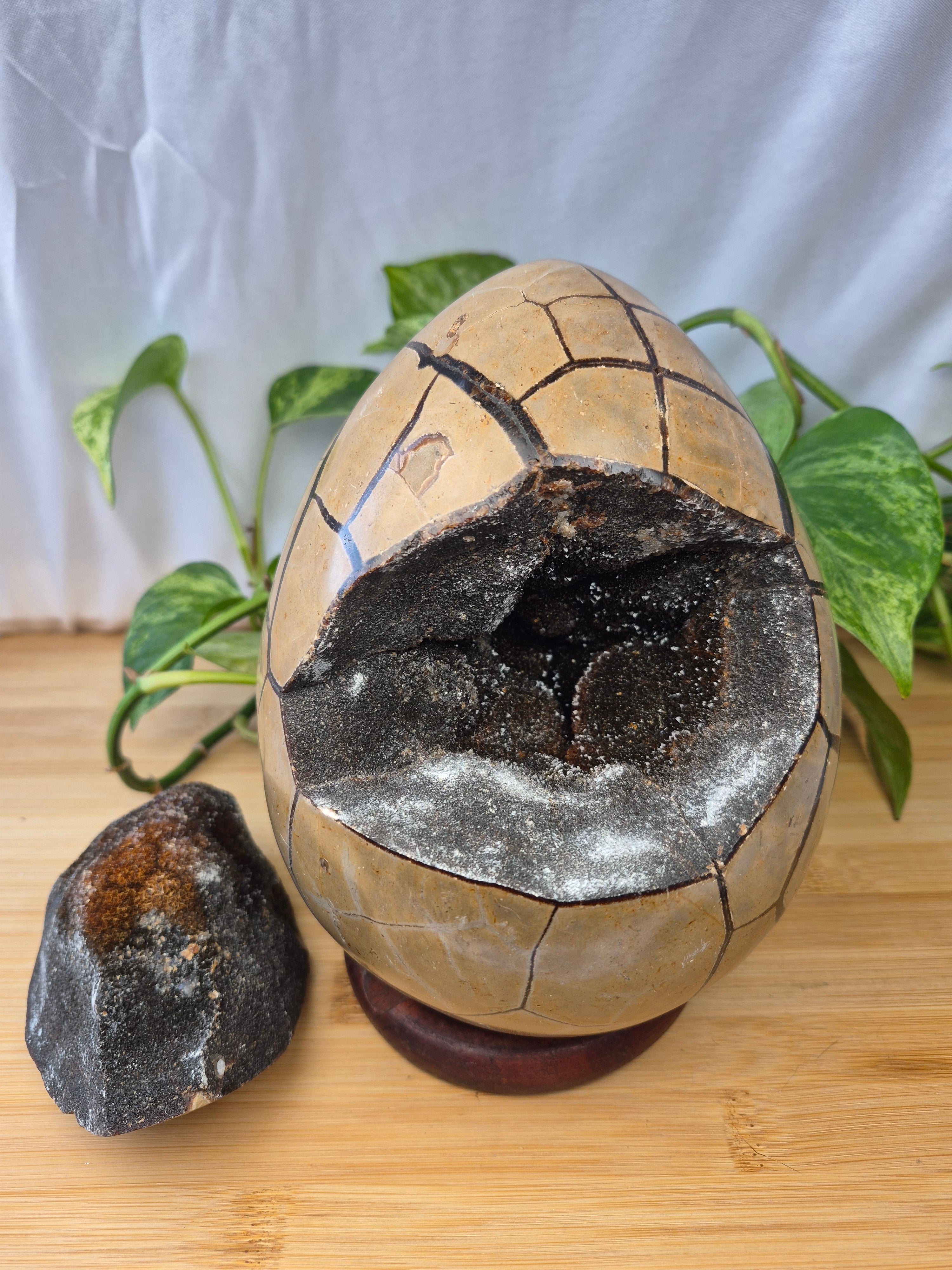 SEPTARIAN DRAGON EGG