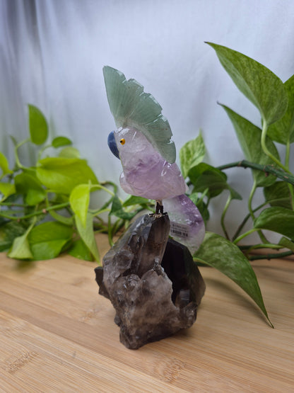 AMETHYST PARROT