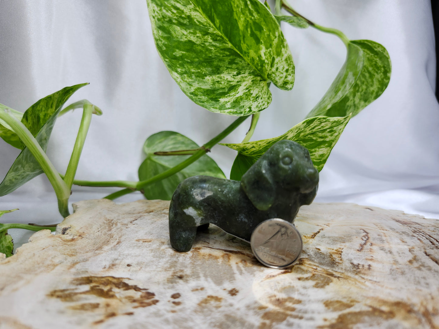 JADE DACHSHUND DOG