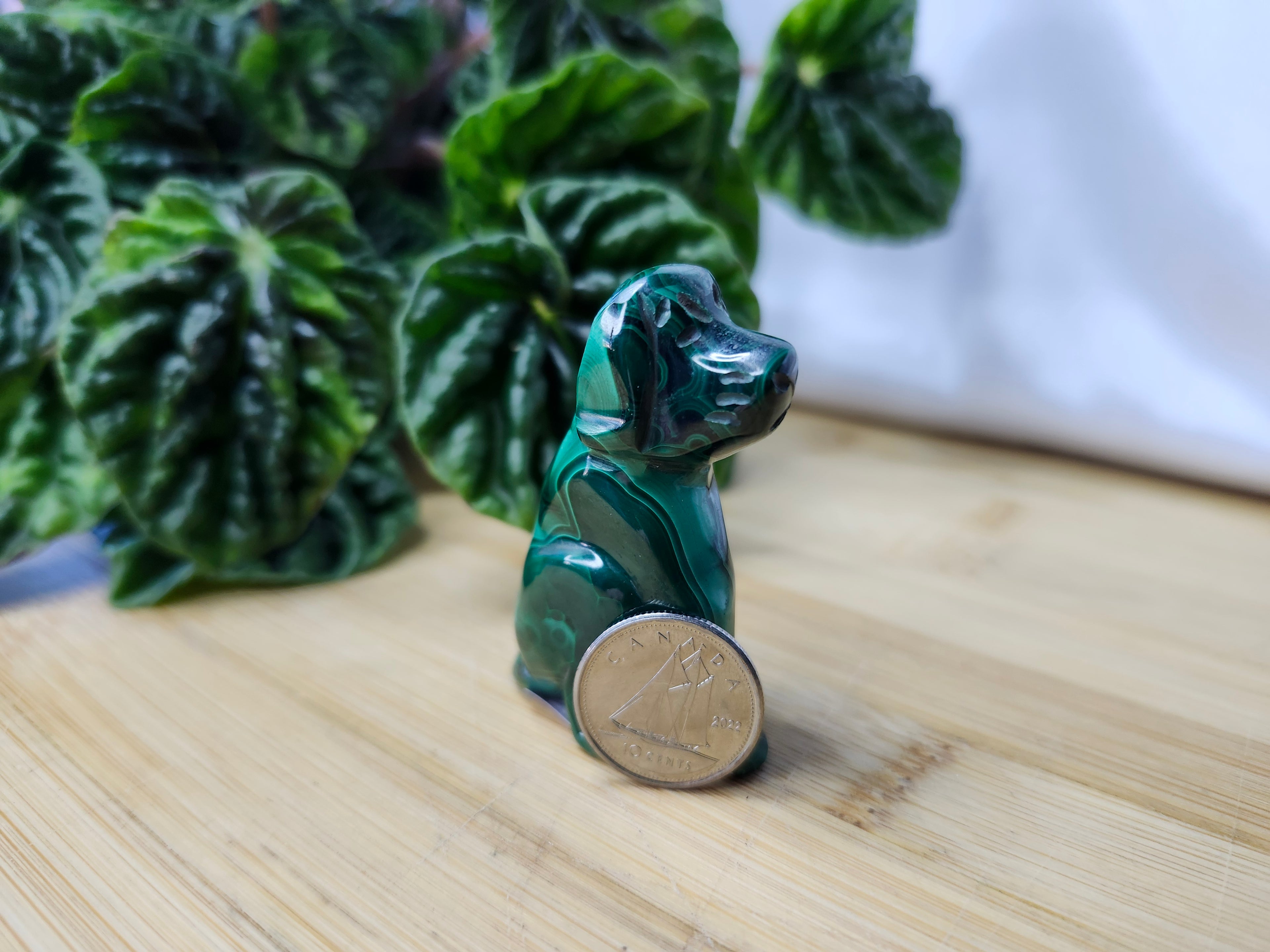 MALACHITE DOG