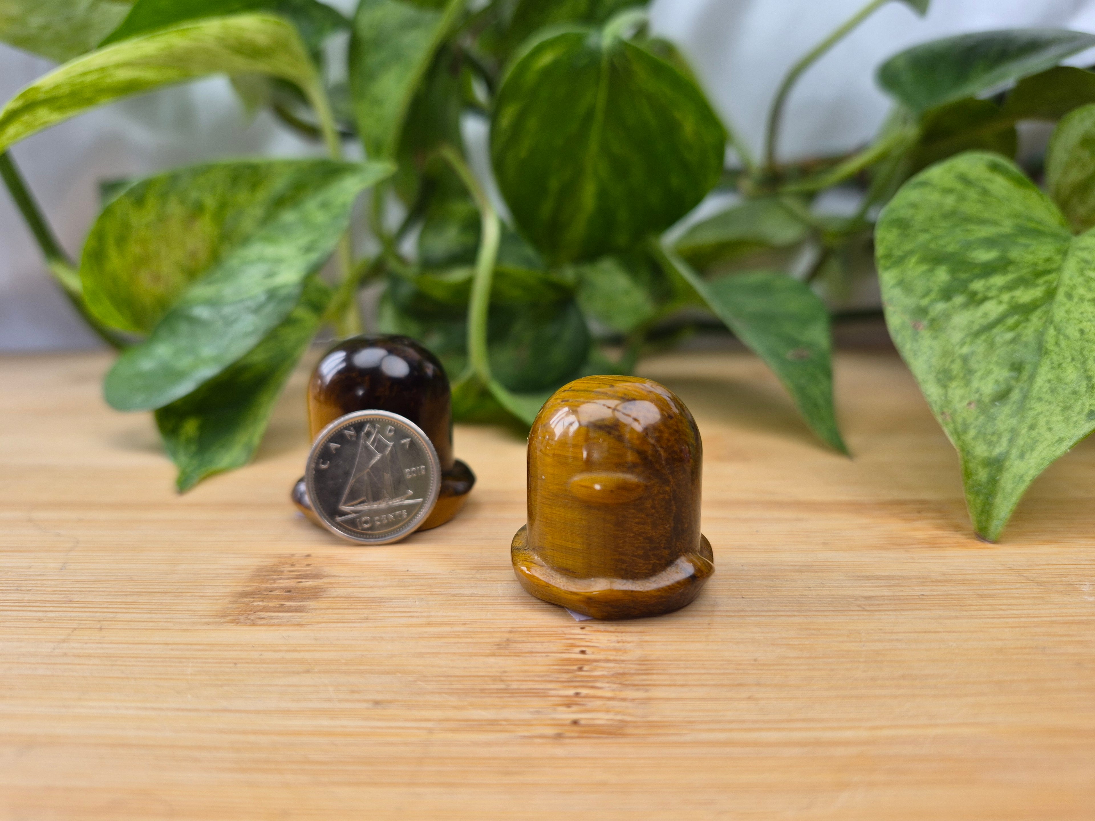 TIGERS EYE DIGLETT