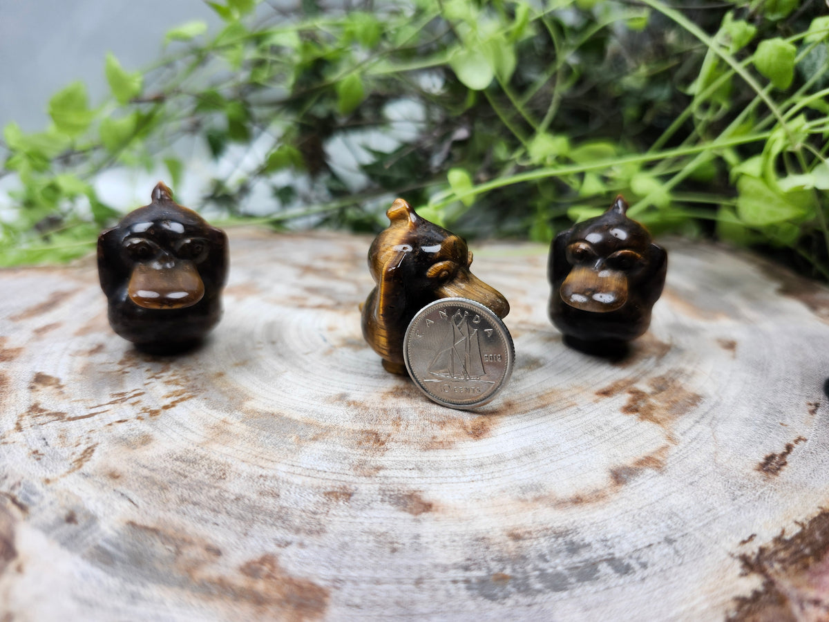 TIGERS EYE PSYDUCK