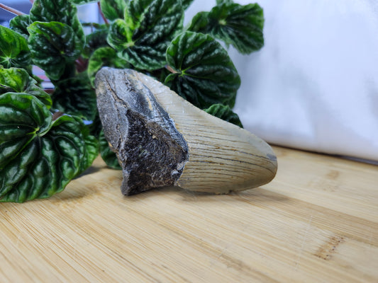 MEGALODON TOOTH