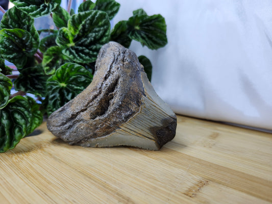 MEGALODON TOOTH