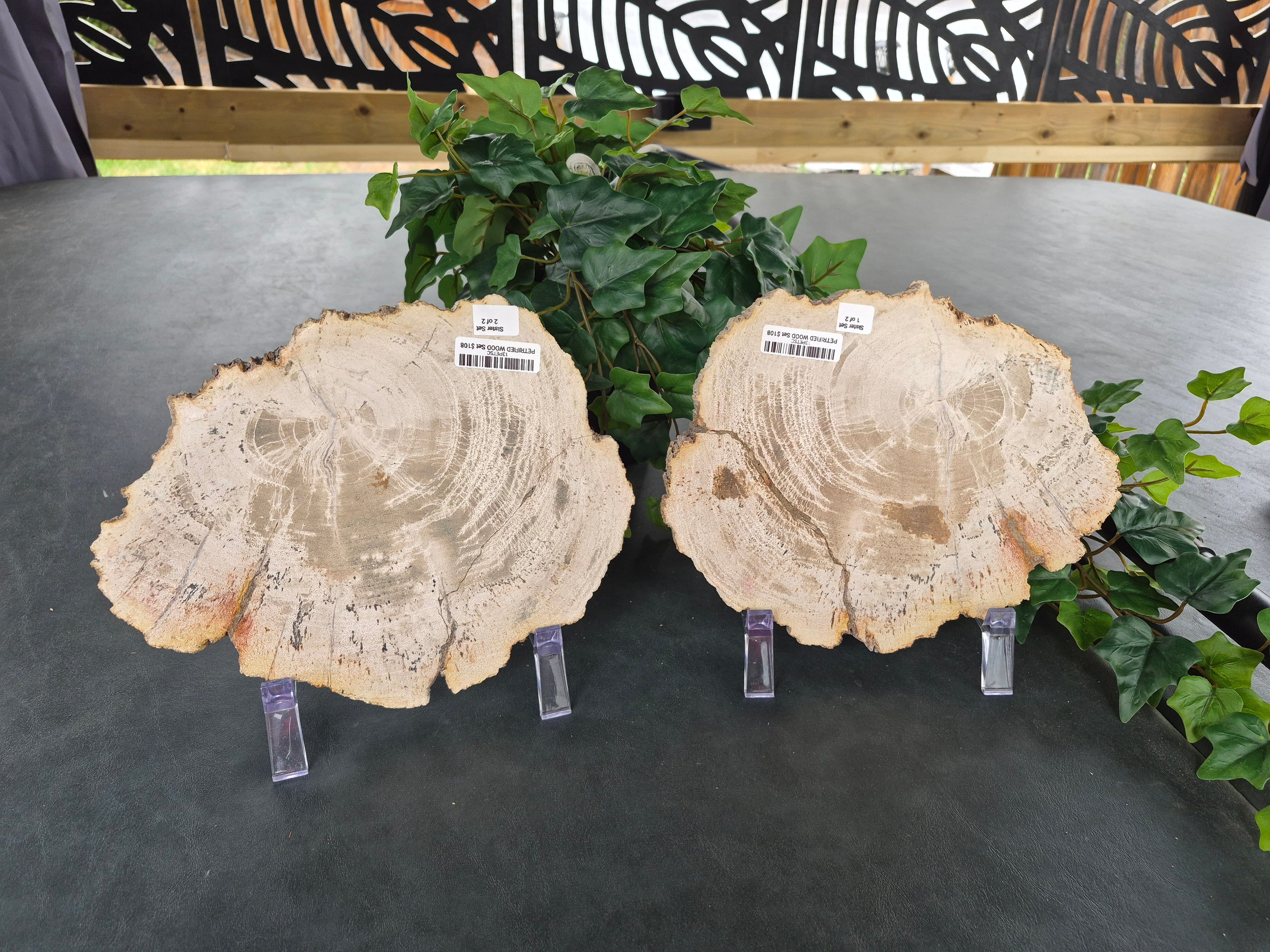 PETRIFIED WOOD SLAB SISTERS #13